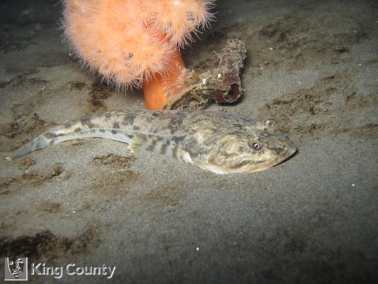 Photo of Leptocottus armatus